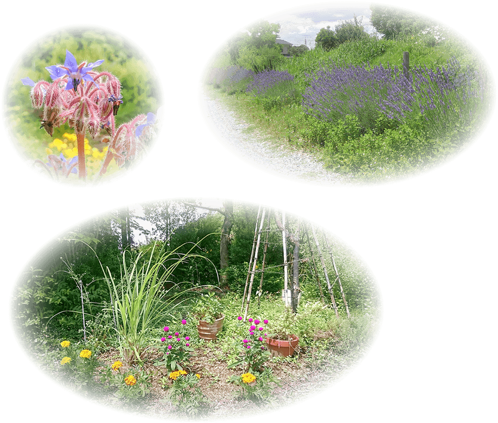 花や植物の様子