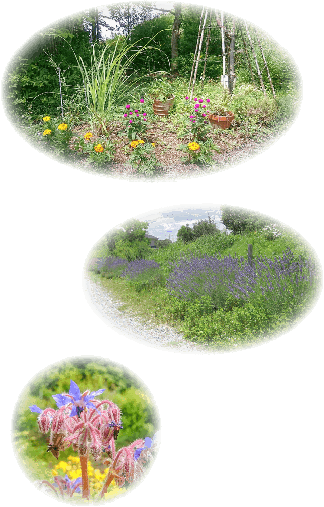 花や植物の様子